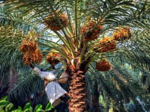 Пальма в Саудовской Аравии фото